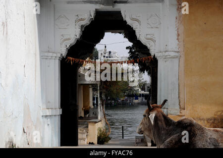 Une vache prend-il facile à une entrée pour le lac Pichola dans le nord de la ville indienne d'Udaipur. Banque D'Images