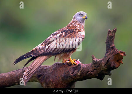 Red Kite assis sur une branche avec de la viande crue dans ses griffes Banque D'Images