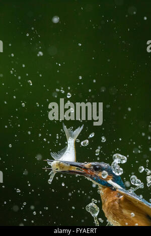 Kingfisher Alcedo atthis commun, mâle adulte, la capture d'un poisson dans un bois extérieure, Tiszaalpár, la Hongrie en Juillet. Banque D'Images