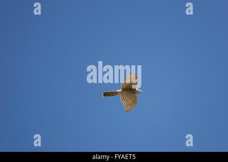 Blanche eurasienne, Accipiter nisus en vol sur fond de ciel bleu, Achladeri, Lesbos en avril. Banque D'Images