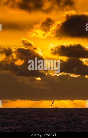 Albatros hurleur Diomedea exulans en vol au coucher du soleil, l'Atlantique Sud entre les îles Malouines et la Géorgie du Sud en décembre. Banque D'Images