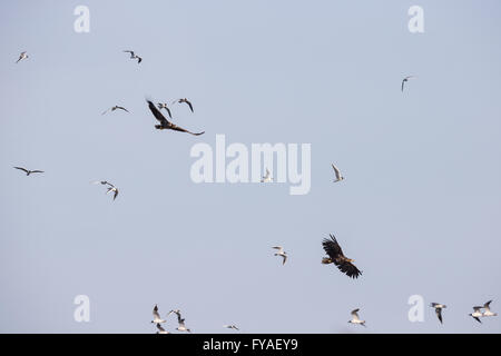 À queue blanche (Haliaeetus albicilla), adultes, en vol, d'être assailli par les mouettes à tête noire, Tiszaalpár, Hongrie, en juin. Banque D'Images