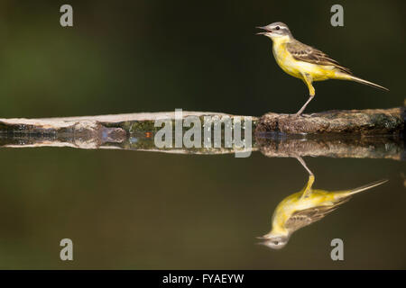 Blue-Motacilla flava flava Bergeronnette printanière, femelle adulte, perché à piscine bois, Tiszaalpár, Hongrie, en juin. Banque D'Images