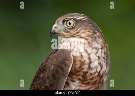 Blanche eurasienne Accipiter nisus (contrôlé) étant à annelés Gordano Valley, Somerset, Royaume-Uni en août. Banque D'Images