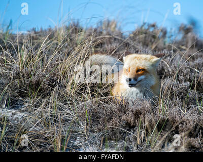 Le renard roux se trouvant dans la plage des dunes Banque D'Images