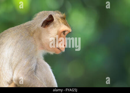 Image drôle de singe ou de l'orang-outan au Vietnam Banque D'Images