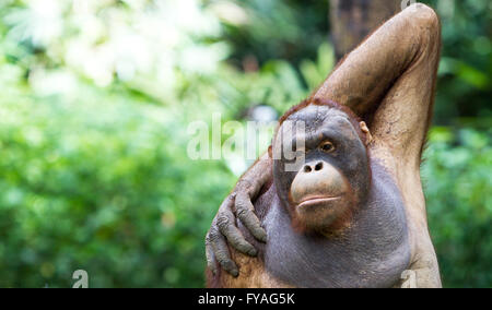 Image drôle de singe ou de l'orang-outan au Vietnam Banque D'Images