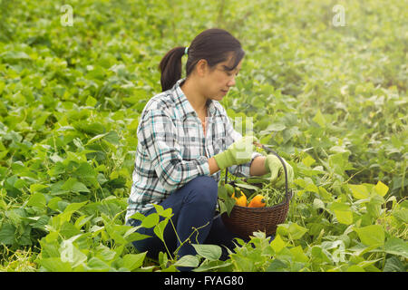 Femme, à l'écart de l'appareil photo, dans le champ de la récolte de haricots verts et de courgettes au cours. Effets lumière ajoutée haze. Banque D'Images