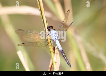 Belle libellule bleue assis sur la paille verte en close-up Banque D'Images