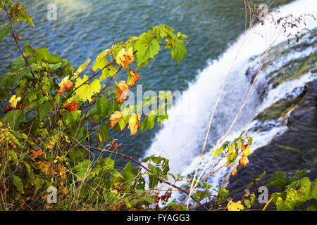 Les feuilles d'automne sur l'arrière-plan d'une cascade. L'accent mis sur les feuilles Banque D'Images