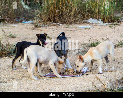 Un groupe de chien manger de la malbouffe ou de la nourriture à partir de granulés de gentillesse. Banque D'Images