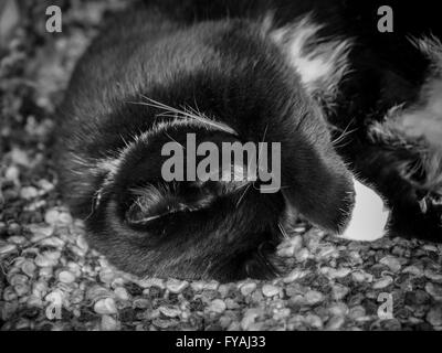 Patte De Chat Pattes Chat Noir Couche Cheveux Et Patins De L Pattes Photo Stock Alamy