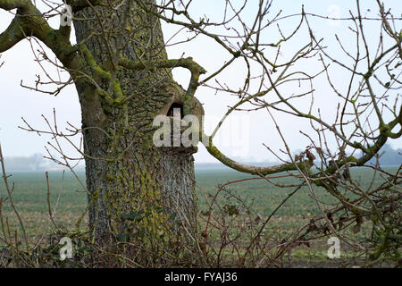 Tawny Owl (Strix Aluco enr) se percher dans un frêne (Fraxinus excelsior) tree hollow situé dans une haie de bordure de champ, au Royaume-Uni. Banque D'Images