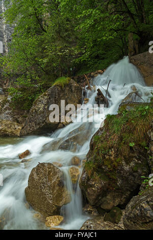 Gorge Poellat près de château de Neuschwanstein, Allemagne Banque D'Images