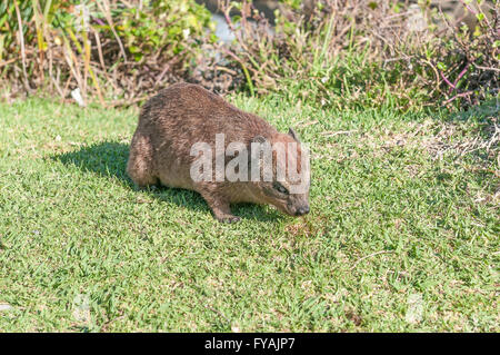 Une jeune rock hyrax, Procavia capensis, le pâturage sur l'herbe Banque D'Images