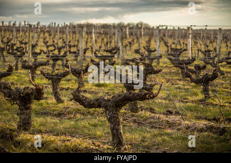 Soir sur la boîte de vignes du domaine de la Girardière, Saint-Aignan, Val de Loire, France, Europe. Banque D'Images
