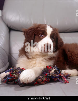 Chiot Border Collie assis sur un canapé gris, tenant son chew toy, à l'intérieur. Banque D'Images