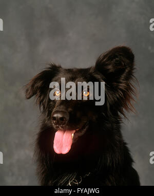 Portrait d'un chien marron poussant sa langue avec une oreille face vers le bas, à l'intérieur. Banque D'Images