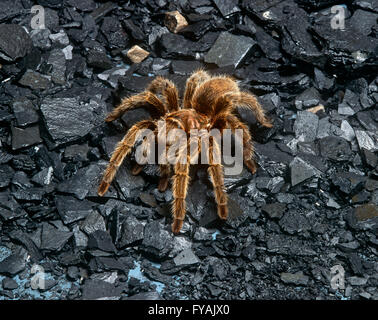 Tarantula sur du gravier, de l'extérieur. Banque D'Images