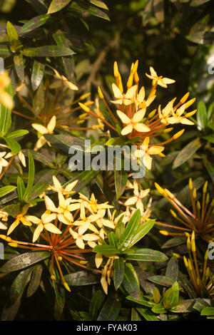 Fleurs jaunes odorantes de l'arbuste de Malaisie, Ixora odorata Banque D'Images