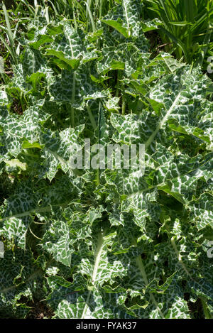 Rosette de feuilles d'un chardon Marie (Silybum marianum) dans soleil du printemps. Banque D'Images