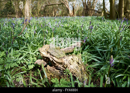 Première Bluebells (Hyacinthoides non-scripta) de la nouvelle forme de printemps sous-bois de forêt un copse. Bedfordshire, Royaume-Uni. Banque D'Images