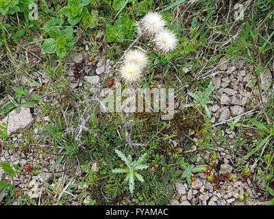 Heilpflanze Golddistel ; ist eine und Arzneipflanze Wildpflanze, Banque D'Images