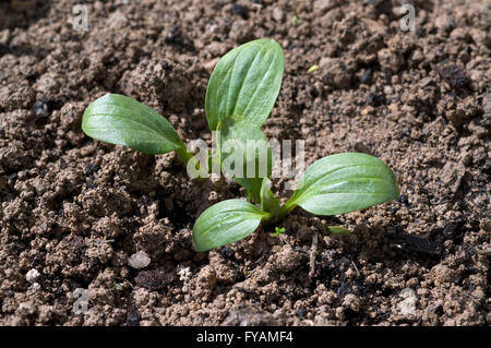 Breitwegerich, Plantago, major, Keimling, Banque D'Images