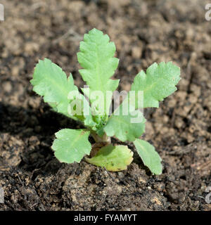 Schlafmohn ; Papaver somniferum ; ; Keimling, Sproessling Banque D'Images