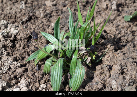 Jungpflanze, Spitzwegerich, Plantago lanceolata ; Banque D'Images