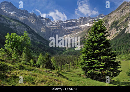 Le pin de montagne (Pinus mugo) dans le Cirque de Gavarnie et les chutes de Gavarnie / Grande Cascade de Gavarnie, Midi-Pyrénées, France Banque D'Images