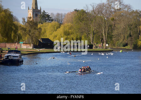 Les rameurs sur la rivière Avon à Stratford-upon-Avon, Royaume-Uni Banque D'Images