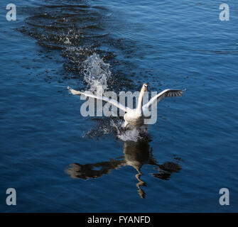 Un cygne l'atterrissage sur la rivière Avon à Stratford-upon-Avon, Royaume-Uni Banque D'Images