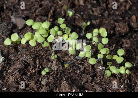 Parakresse ; Spilanthes oleracea ; Keimling Banque D'Images