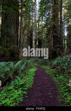 Un chemin serpente à travers un Redwood Grove à Prairie Creek Redwoods State Park dans le Nord de la Californie, près de la ville d'Orick Banque D'Images