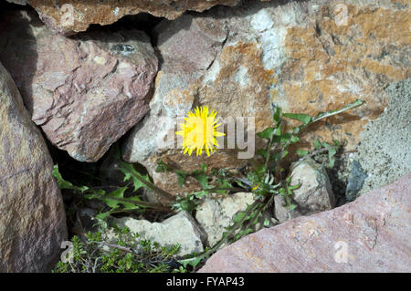 Le pissenlit, plantule, jeune, seul, seul, Taraxacum officinale ; Banque D'Images