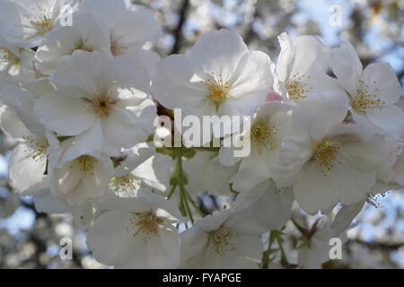 Japanese flowering Cherry, Prunus 'Shirotae' ('Shirotae' cherry blossom blanc) fleurs. Provient de la Rose Famille : Rosaceae. Banque D'Images