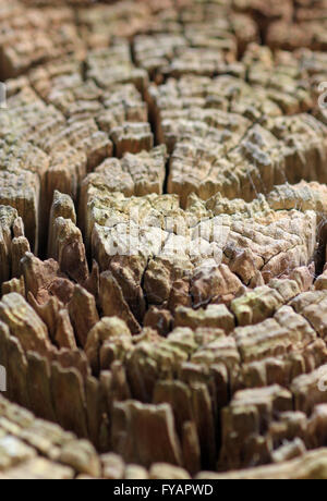 Le bois en décomposition altérée Banque D'Images