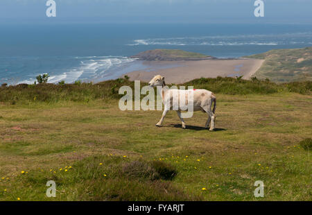 Vue de Rhossili Rhossili à Hillend et la péninsule de Gower Wales UK en été avec un mouton Banque D'Images