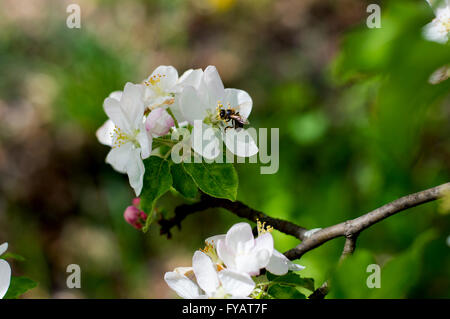 La floraison des pommiers, la direction générale de l'abeille recueille le nectar Banque D'Images