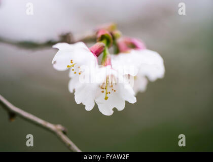 Prunus cherry blossom blanc fleur de printemps Banque D'Images
