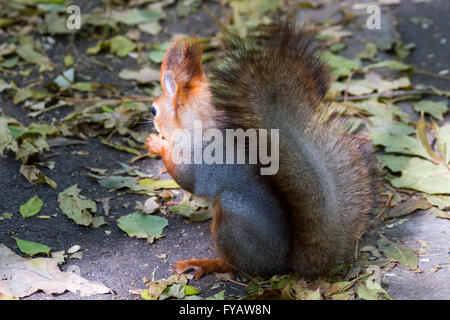Comité permanent de l'écureuil entre Fougères et leafs Portrait d'un écureuil curieux près de l'arbre Banque D'Images