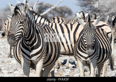 Plaint's Zebra, la race de Burchell, mère et foal, parc national d'Etosha, Namibie Banque D'Images