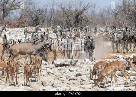 Scènes autour du trou d'eau, Plains Zebra, la course de Burchell, Black-face impala, femelle kudu, près du trou d'eau, Parc national d'Etosha, Namibie Banque D'Images