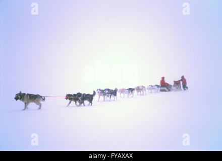 L'équipe de traîneau à chiens et mushers dans le blizzard de l'Arctique canadien ; Banque D'Images