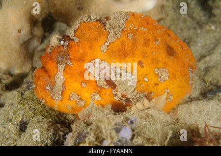 La baudroie de rousseur, Antennatus coccineus, à la baie de la chaudrée, Clifton Gardens, New South Wales, Australie. Profondeur : 3,8 m. Banque D'Images