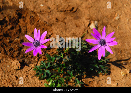 Cape Verudela, Istrie. Osteospermum violet fleur. Le daisybushes est un genre de plantes appartenant à l'Calenduleae, l'une des plus petites tribus de la famille des Asteraceae daisy/tournesol. Ostéospermum utilisée pour appartiennent au genre Dimorphotheca, mais seulement l'espèce annuelle restent dans ce genre ; les vivaces font partie d'Ostéospermum. Le genre Ostéospermum est aussi étroitement liée à la petit genre Chrysanthemoides, tels que C. incana et C. monilifera. Banque D'Images