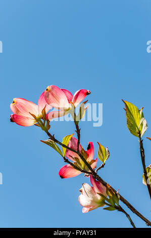 Fleurs d'un arbre rose de cornouiller photographié contre un ciel bleu clair dans le Kentucky aux États-Unis. Banque D'Images
