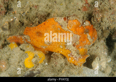 La baudroie de rousseur, Antennatus coccineus, à la baie de la chaudrée, Clifton Gardens, New South Wales, Australie. Profondeur : 3,9 m. Banque D'Images