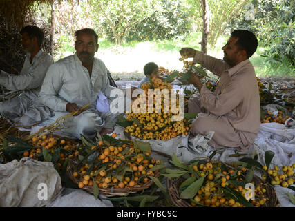 Lahore, Pakistan. Apr 24, 2016. Tri des agriculteurs pakistanais néflier du Japon (Eriobotrya japonica) à partir de leur domaine. Le néflier du Japon (Eriobotrya japonica) est une espèce de plantes de la famille des Rosacées, un ancien fruit cultivé au Japon pour les 1000 dernières années. Il est également connu sous le nom de prunier japonais et chinois de prune, également connu sous le nom de pipa en Chine. © Rana Sajid Hussain/Pacific Press/Alamy Live News Banque D'Images